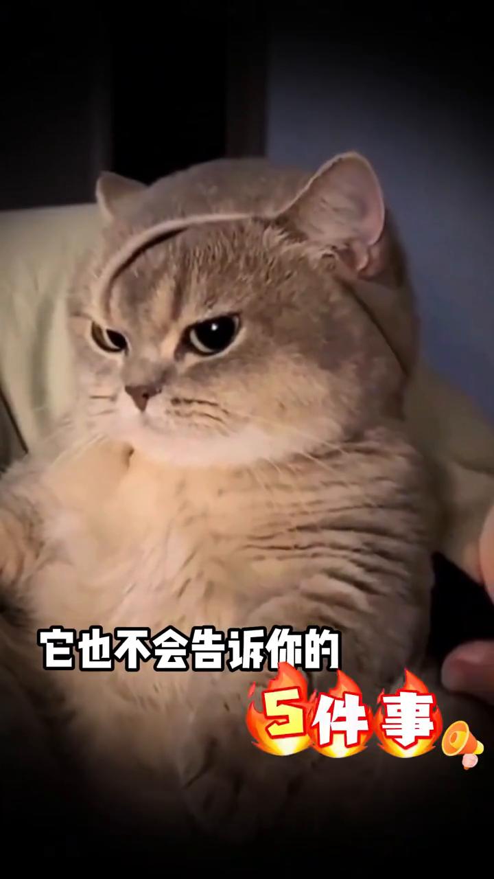 养猫千万别踩这些误区，小心要猫命！一定要记住，哈基米真的没有九条命，你把哈基米