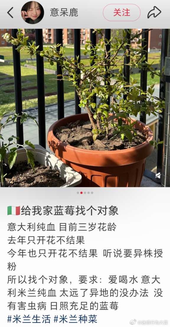 蓝莓跨国恋可怜天下父母心呀