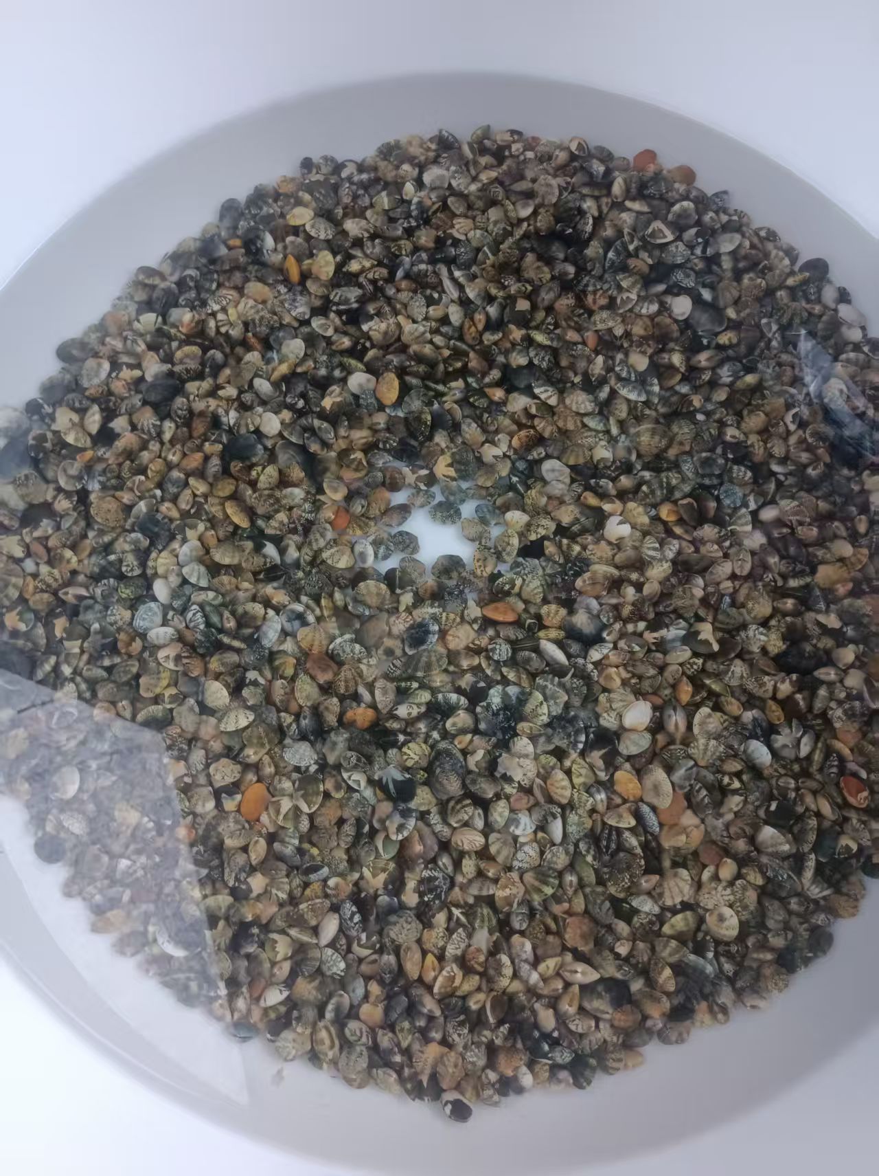我妈今天去赶海了在距离他们小区两公里的海边两个老人，一下午[笑着哭][笑着哭][泪