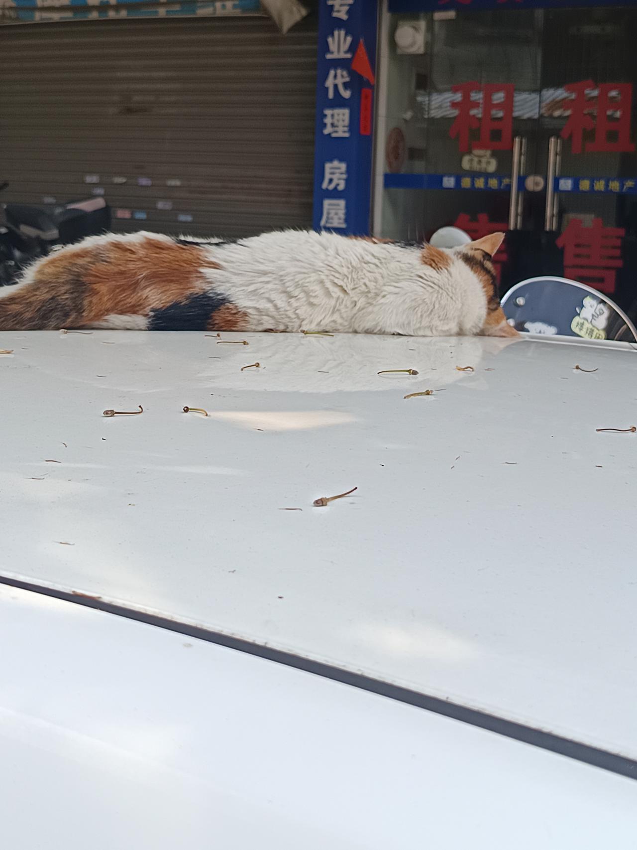 我终于发现了为什么我台车的车顶经常这么干净干净到令我无法相信你敢相信