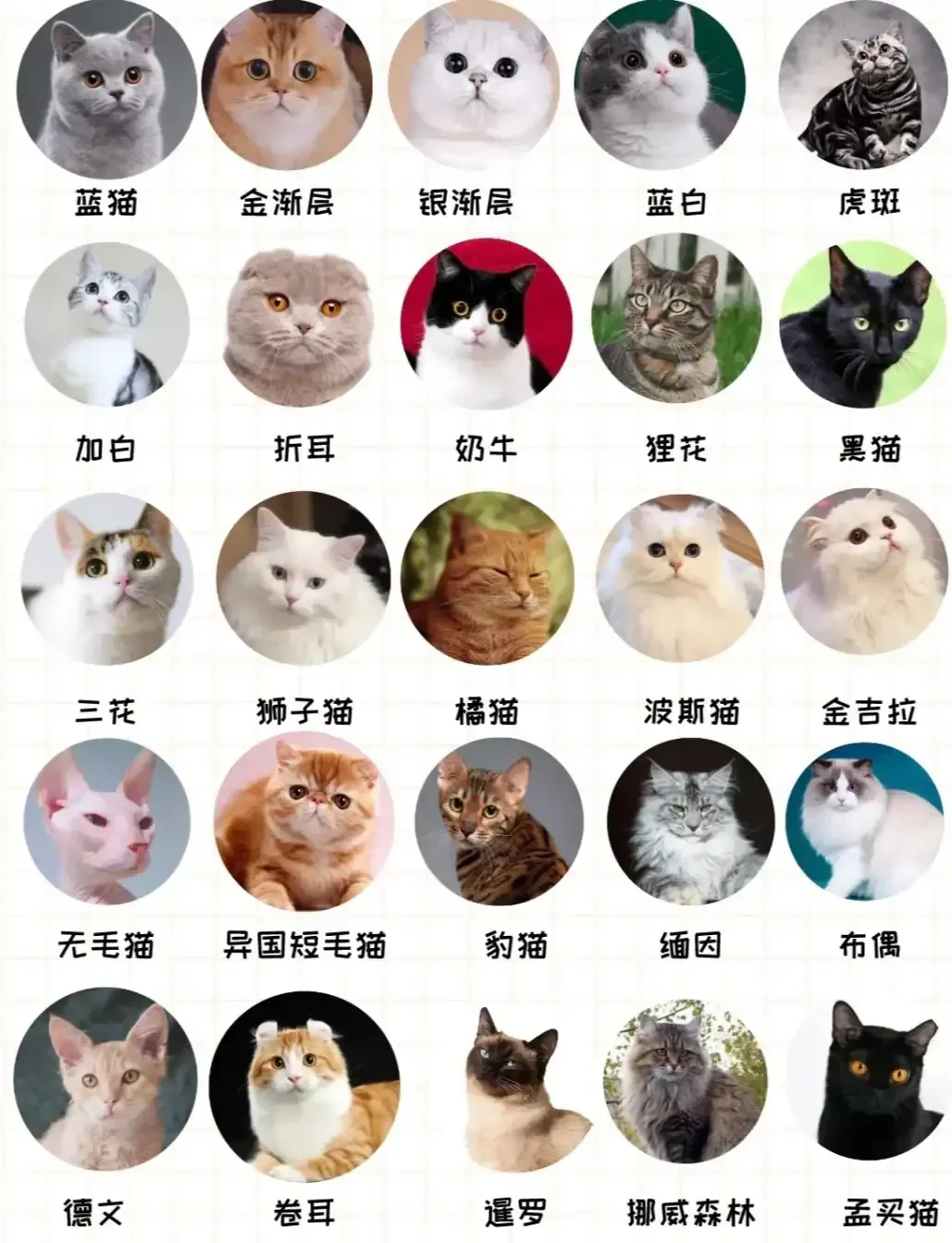 猫咪的种类，帮忙看下这是啥品种？