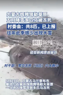 5月23日，内蒙古辉腾锡勒大草原的一场暴雪让牧民遭了殃。当天牧民像往常一样让马在