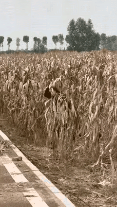 你们瞧瞧！一女子从玉米地走出来满脸透着心满意足，可定睛一看她脚上高跟鞋那叫