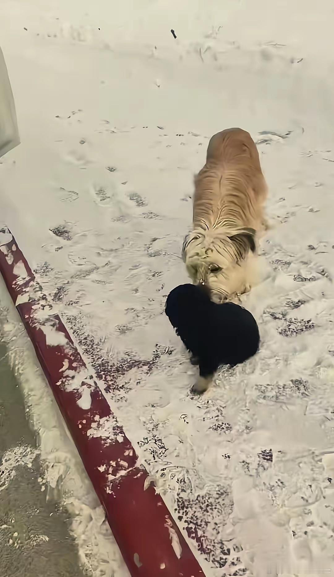 “看哭了！”新疆，一车主刚在路边停下休息，接下来的一幕让他直接傻眼了：两只流浪狗