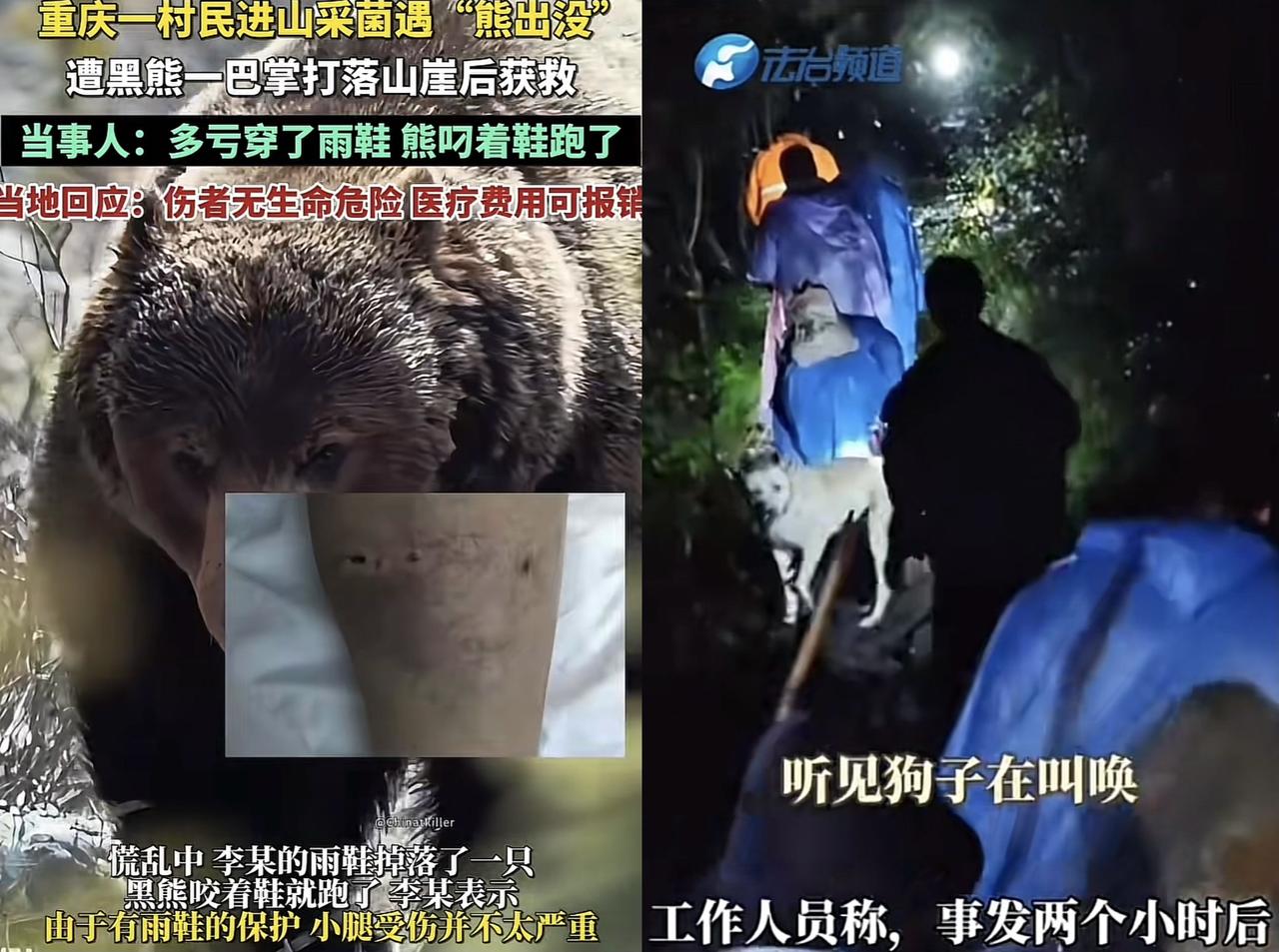 天呐！重庆村民采菌竟撞上黑熊被一掌拍下山崖，结果雨鞋成了救命神器！事发后