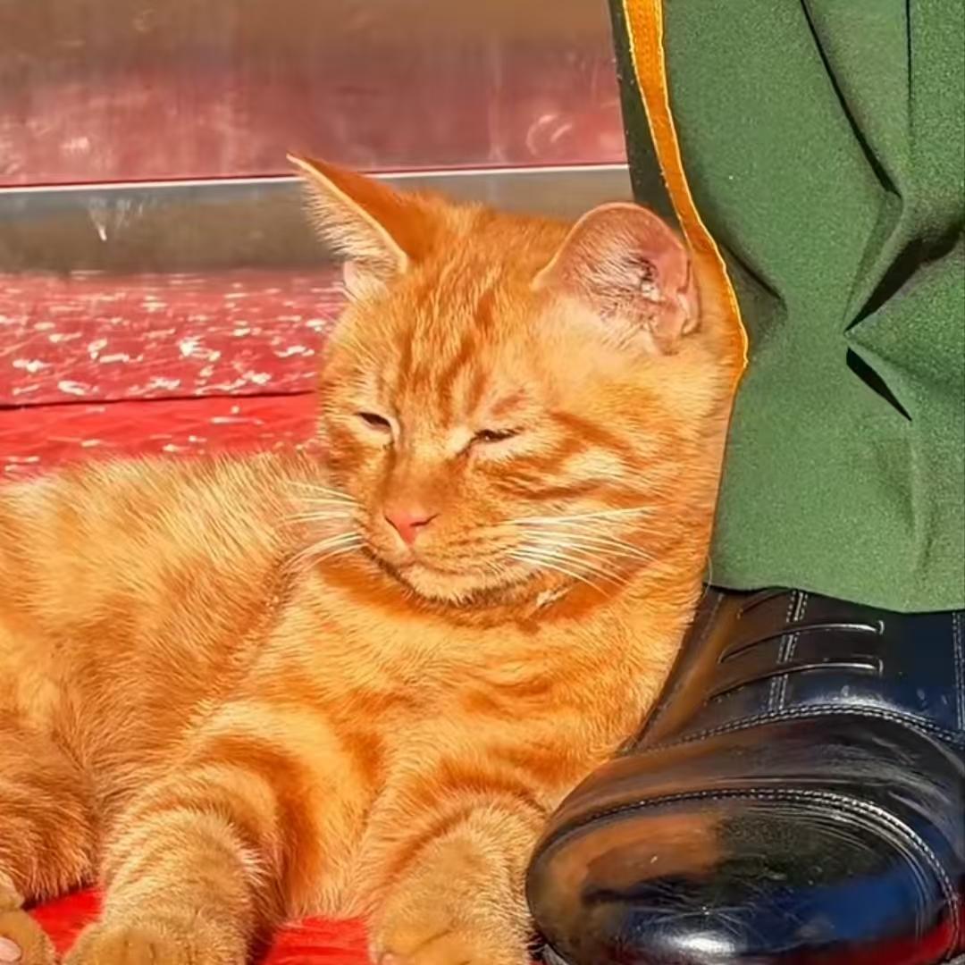 全网牵挂的站岗小橘猫，终于有了归宿！10月13号，一直照顾故宫猫咪的宫