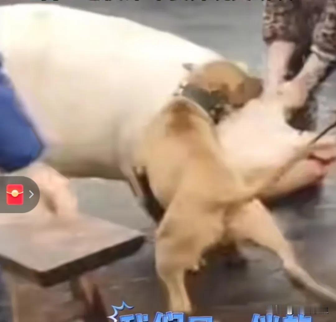 主人打算杀猪，狗狗跑来帮忙。主人却以为狗狗是来捣乱阻拦的，于是把狗摁倒在案板上，