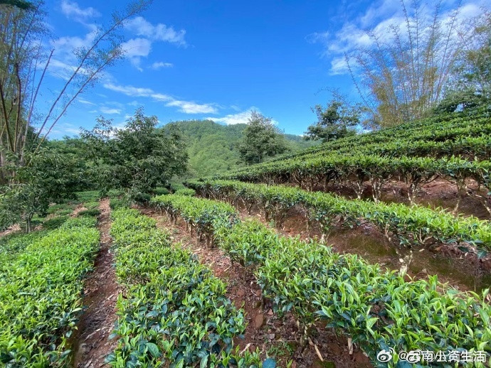 云南生活摘普洱茶云南旅行