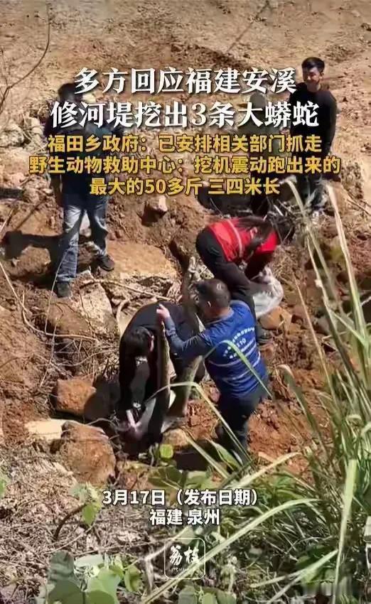 福建修河堤挖出三条大蟒蛇！最大的50多斤、三四米长，工人当场吓懵3月16日，
