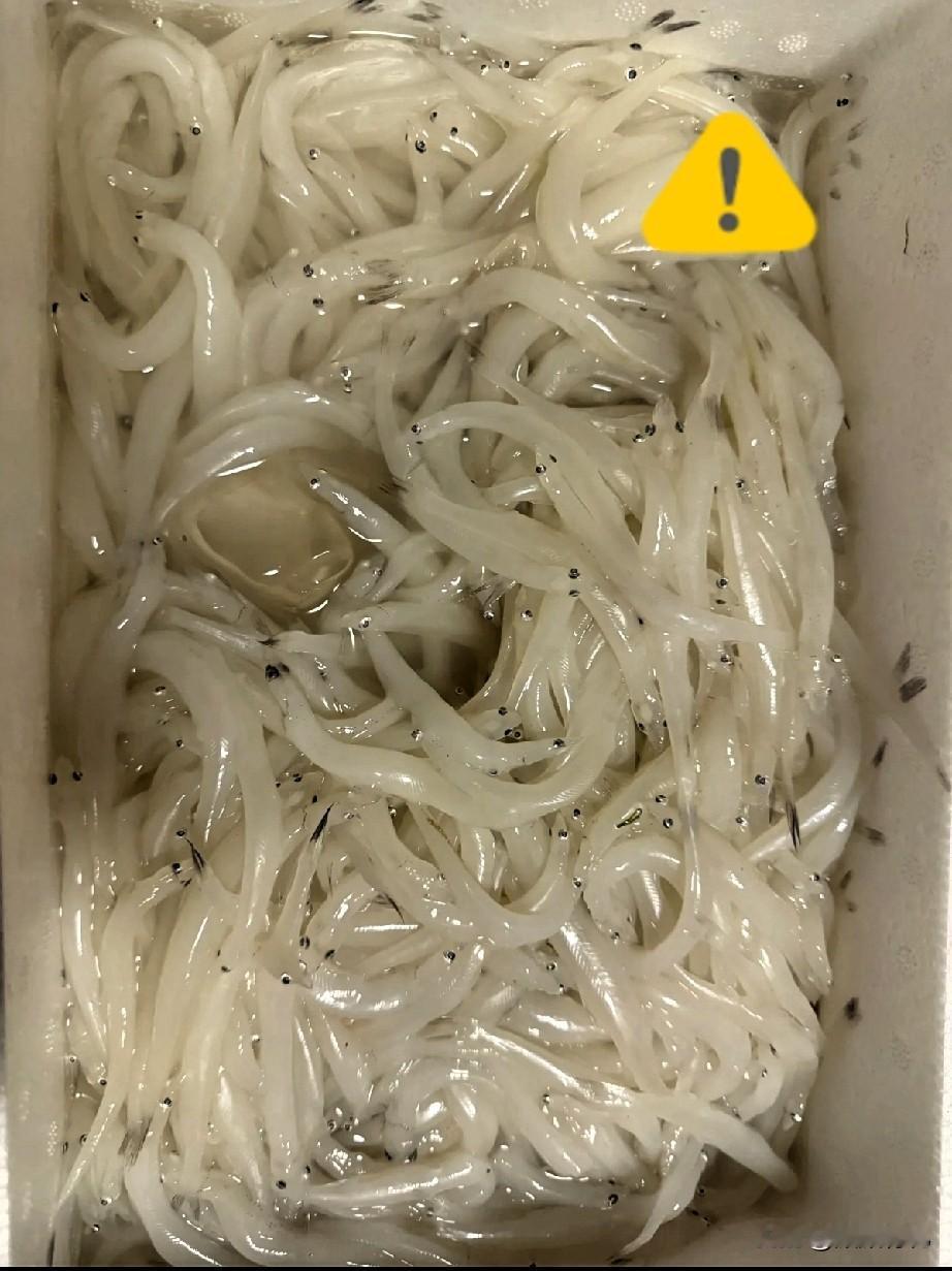 朋友说寄来一箱鱼，第一次见这种鱼，怎么吃啊！！！有吃过的朋友吗？评论区里推