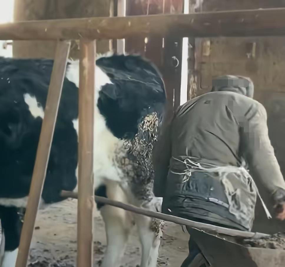 2026年1月6日，一则令人揪心的爆料将山西运城临猗县某村的养牛场推上风口浪尖。