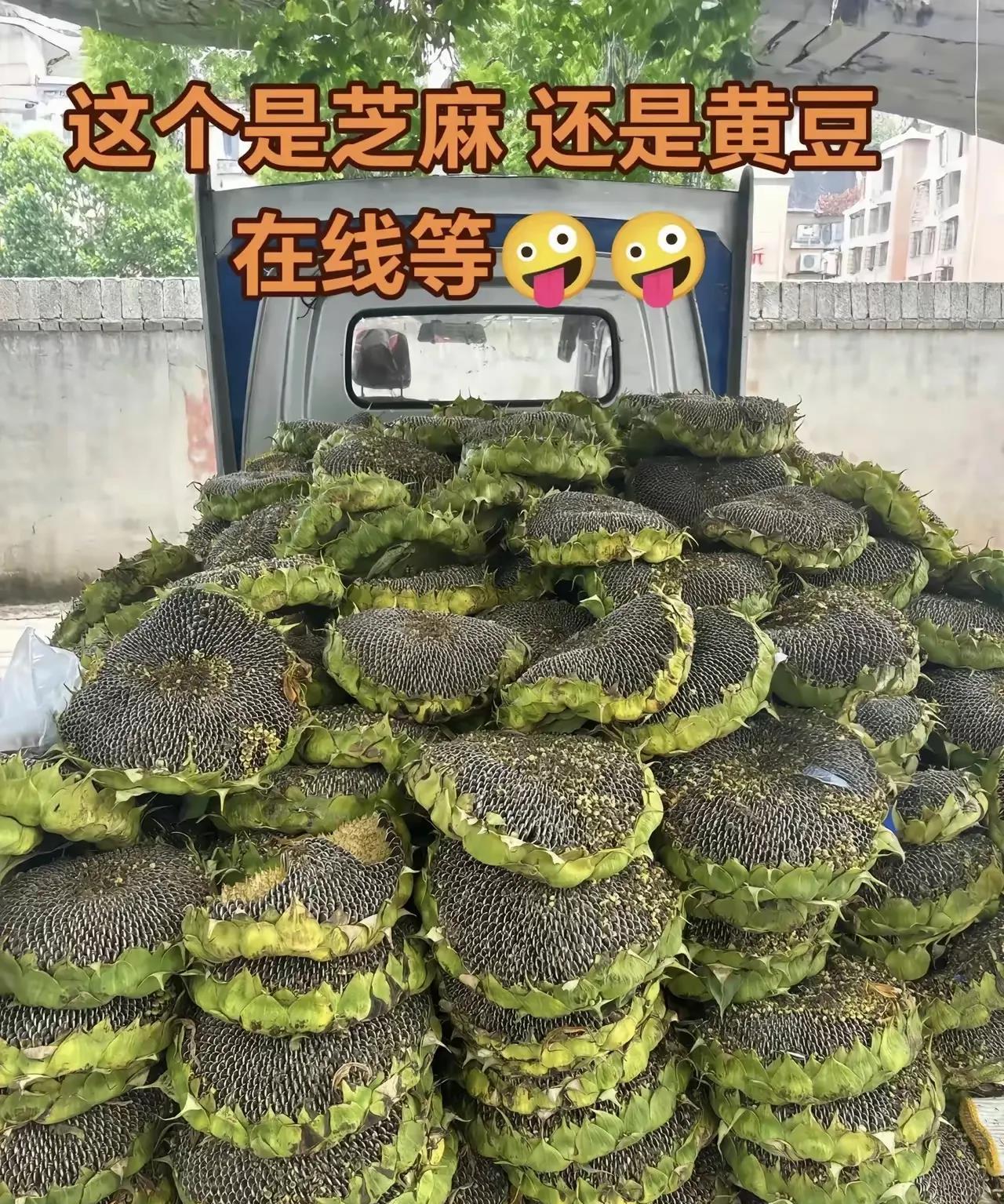 这到底是芝麻还是黄豆啊？怎么从来没有见过啊？有没有认识的人告诉我一下？