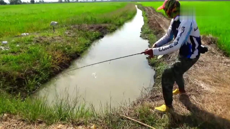 钓鱼 夹在稻田中间的水沟,试抛几竿,还真有鱼!