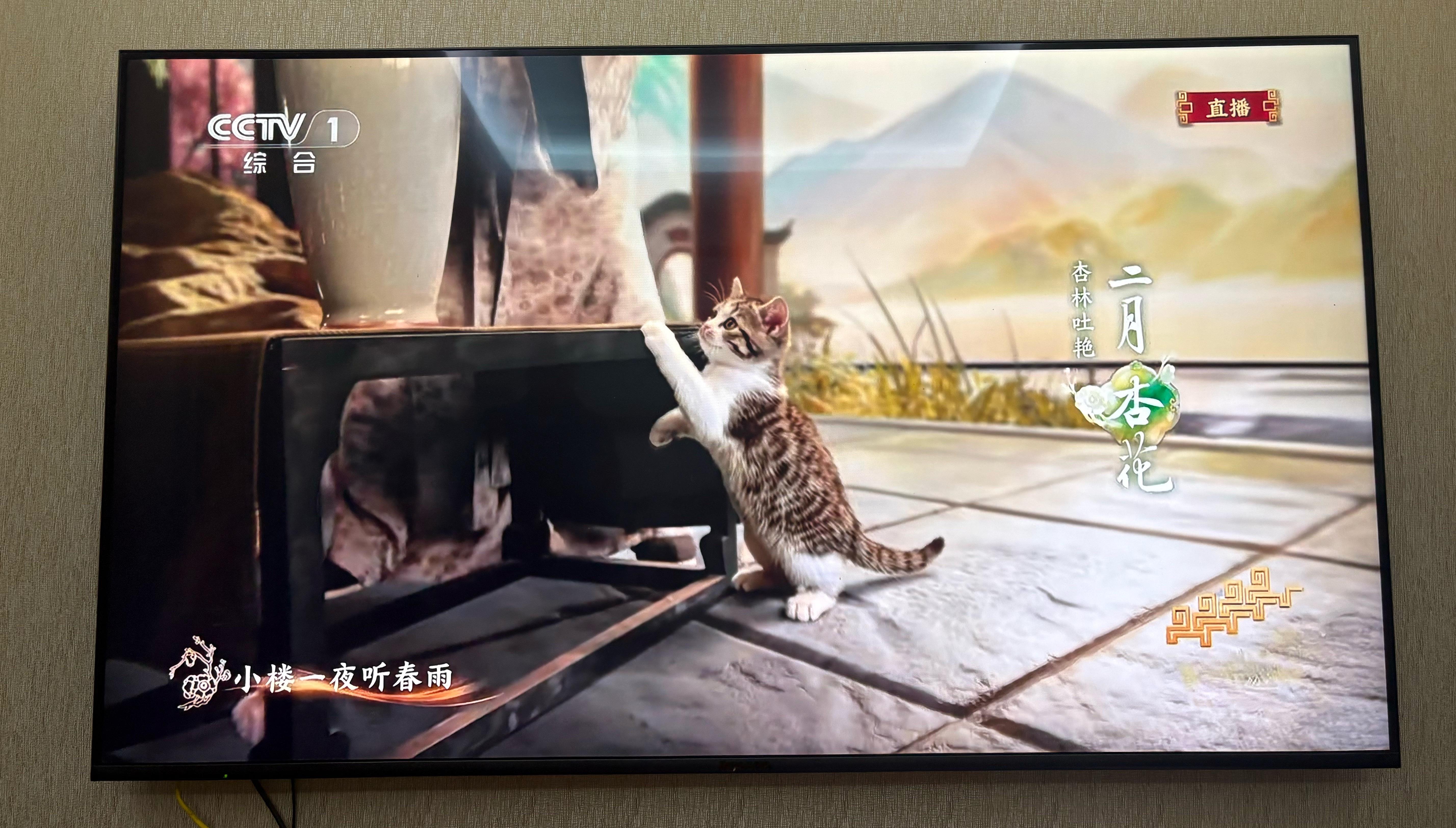 春晚ai就应该拿来做猫猫！（十二花神蛮好看，但我很好奇现场看是什么效果