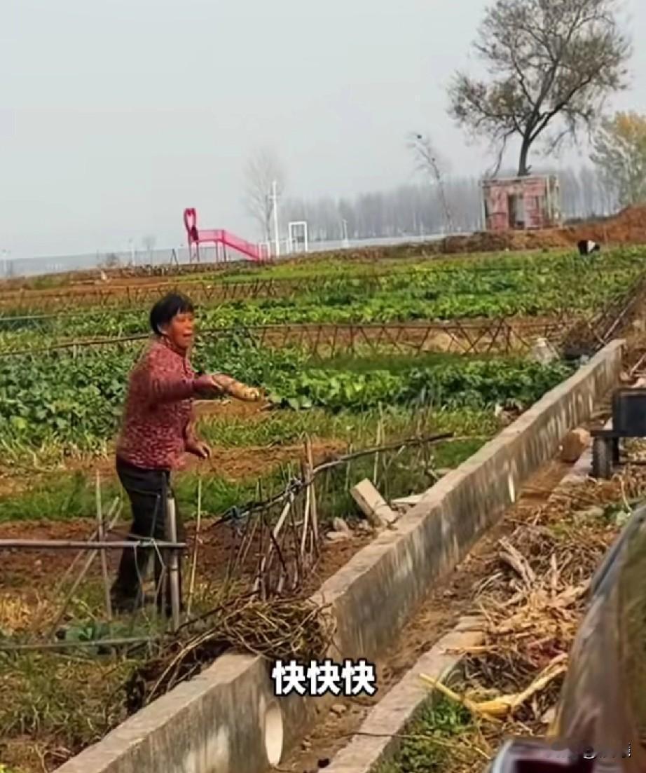 阿姨的这一扔，把人与人之间的信任与善意体现的淋漓尽致啊！河南洛阳，一阿姨正在地