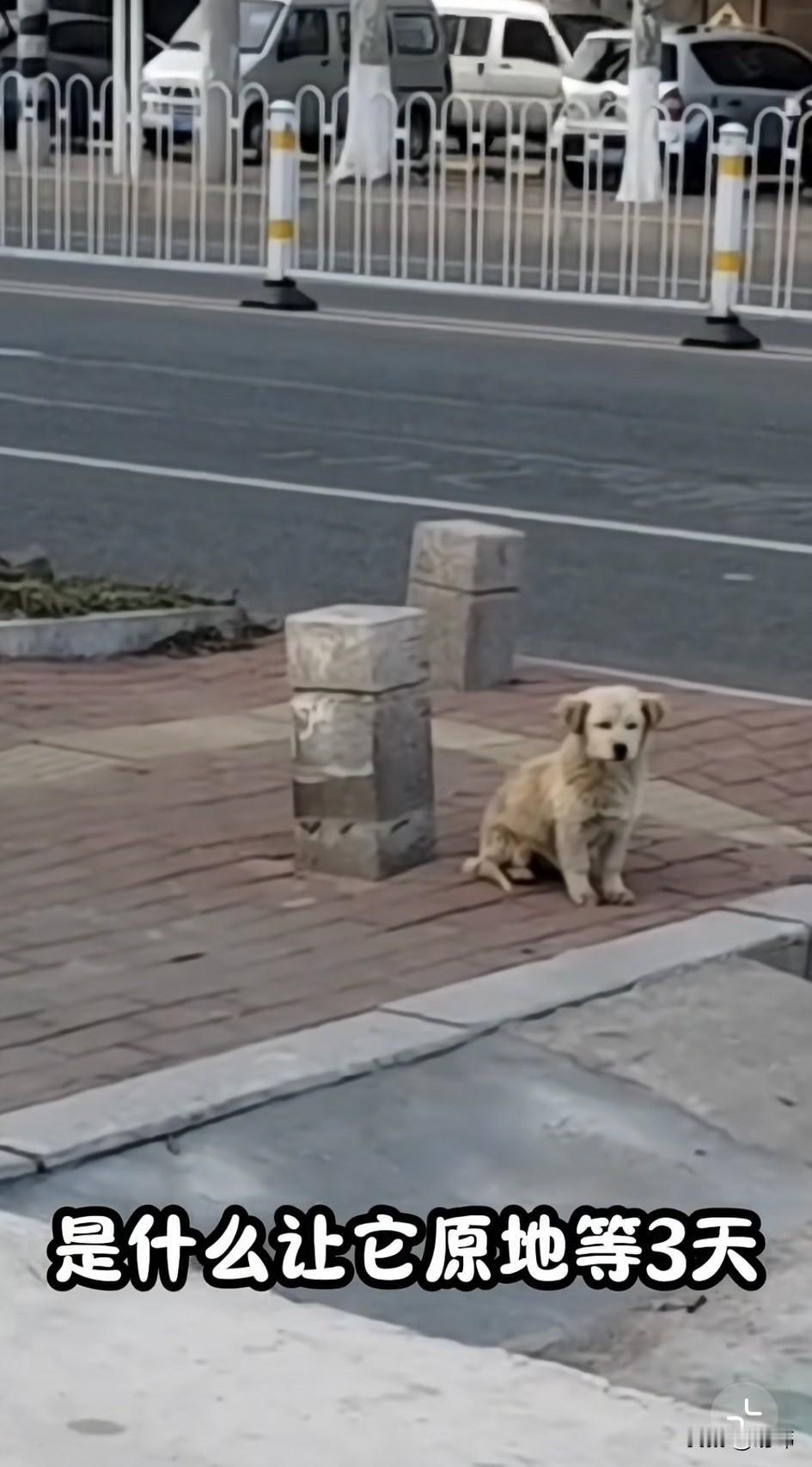 泪目了！一只可怜的狗狗被主人遗弃了，它却执着的在原地等待了三天，它的世界很小，小