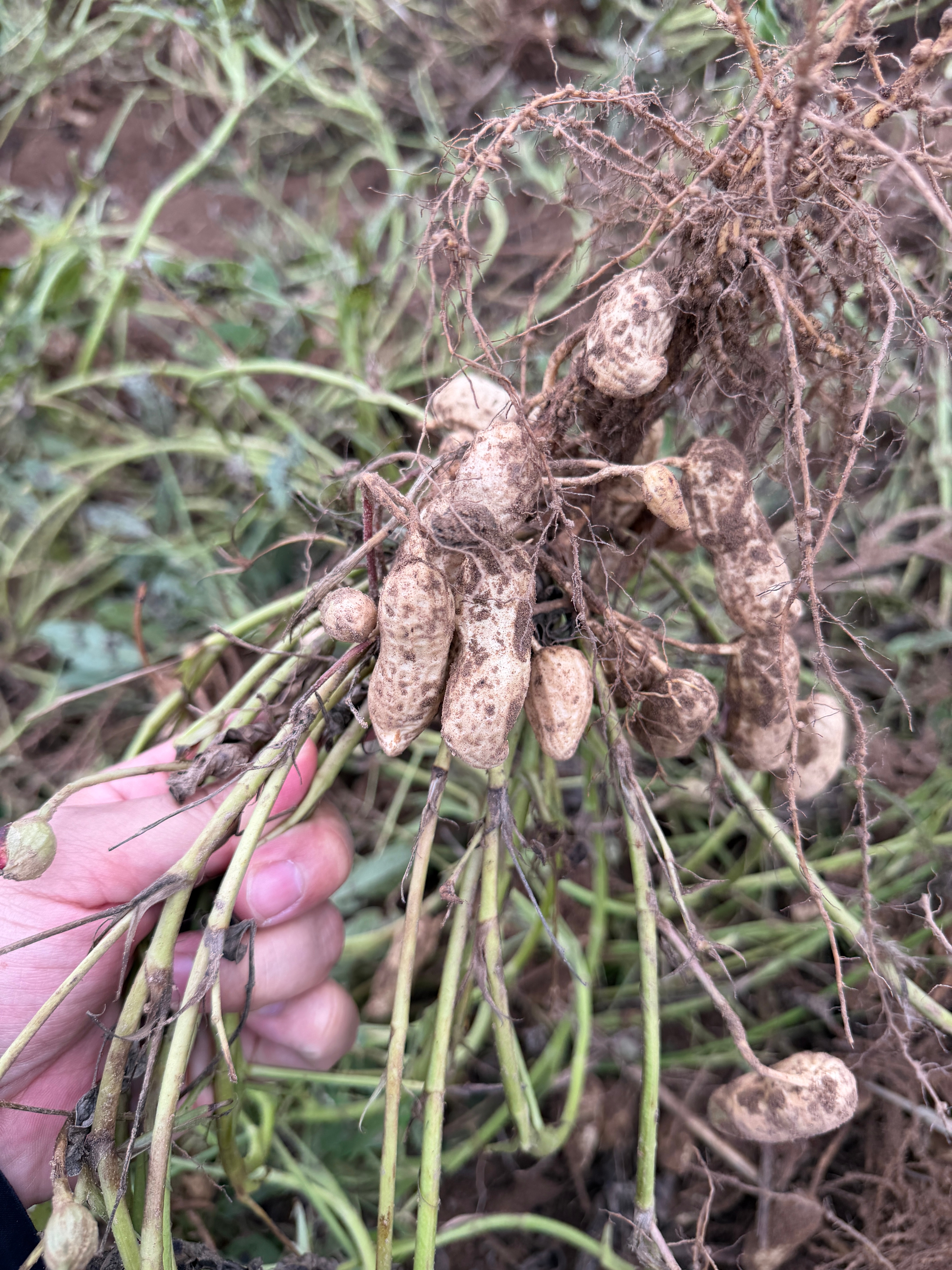 我心疼爸妈，爸妈心疼地里的花生​​​