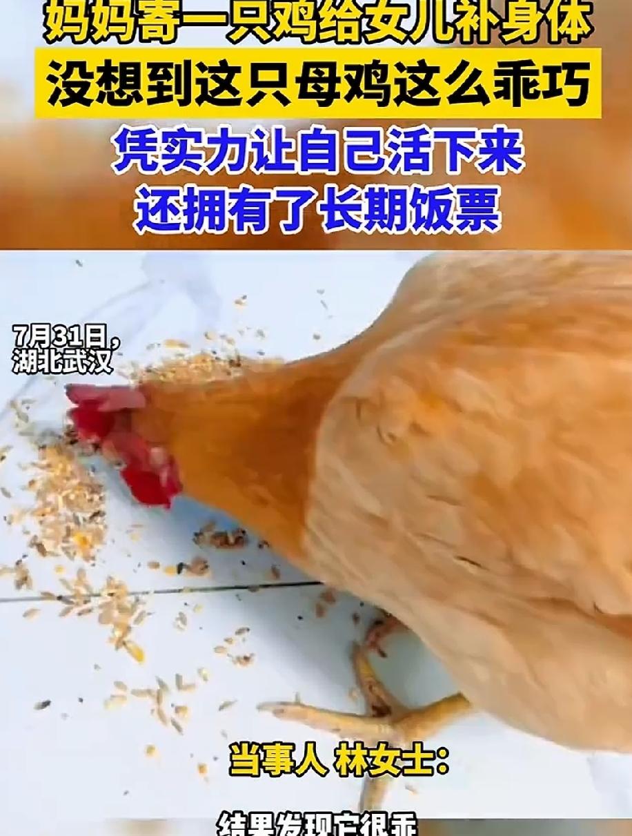 7月31日，在湖北武汉打工的林女士，晒出自己的宠物。既不是猫，也不是狗，更不是鹦