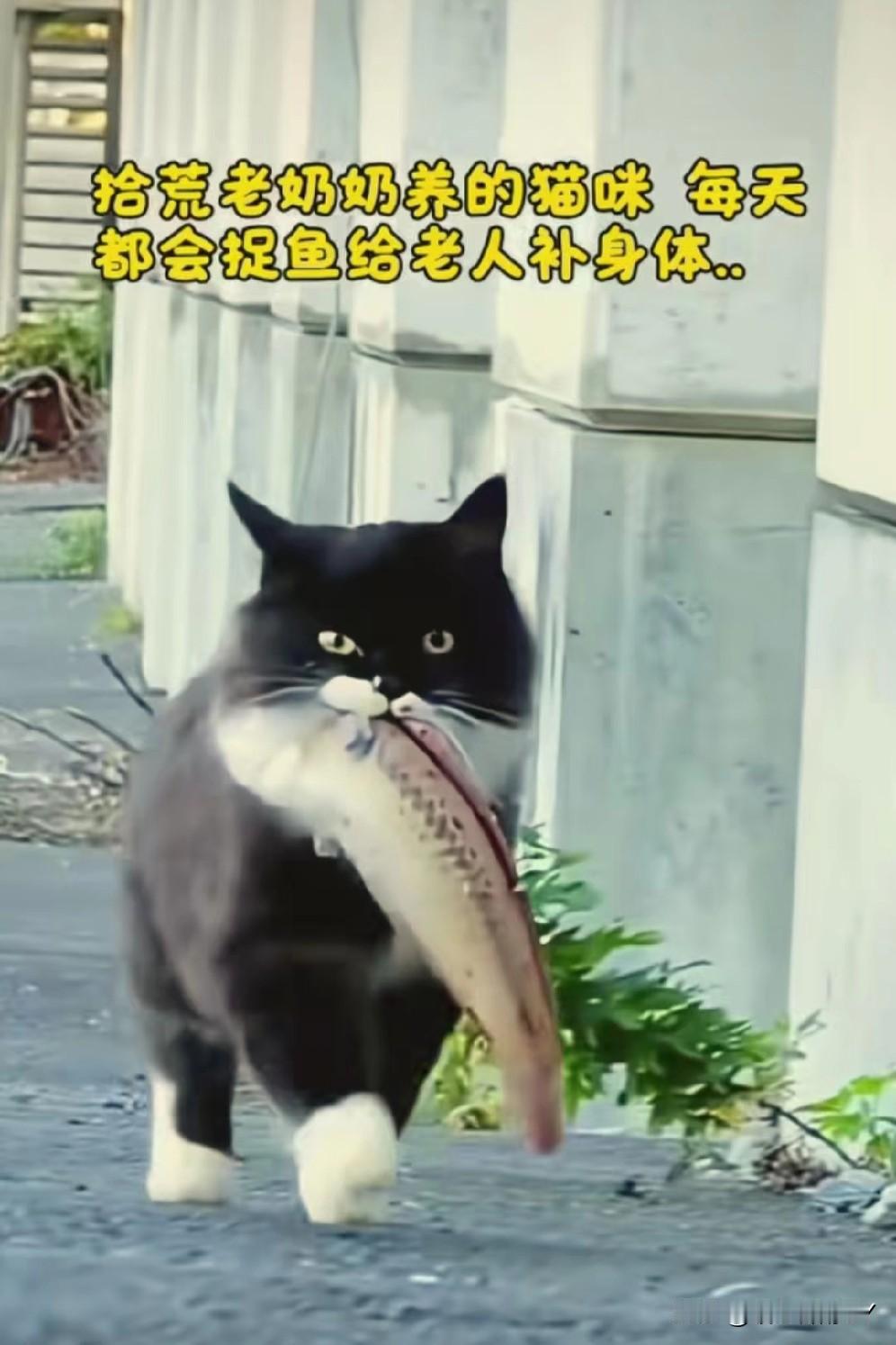 在乡下村落旁的小路上，一只黑白相间的猫咪总叼着一条鲜鱼，步伐坚定地穿梭着。它并不