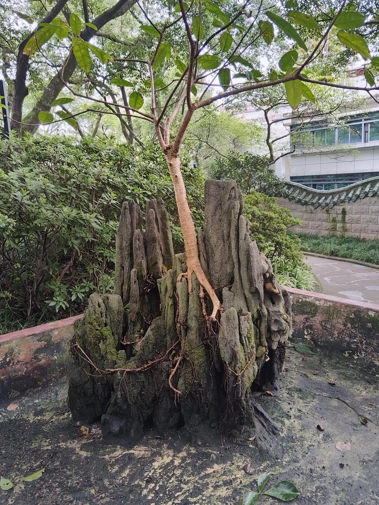 监控曝光！江苏男子暴打93岁亲妈，网友：这操作连畜生都干不出来93岁老人在