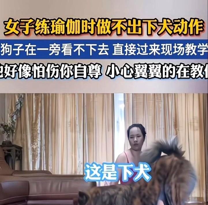 你铺开垫子，它自动趴成下犬式——不是听话，是它在学你呼吸。英国那帮科学家拿红外