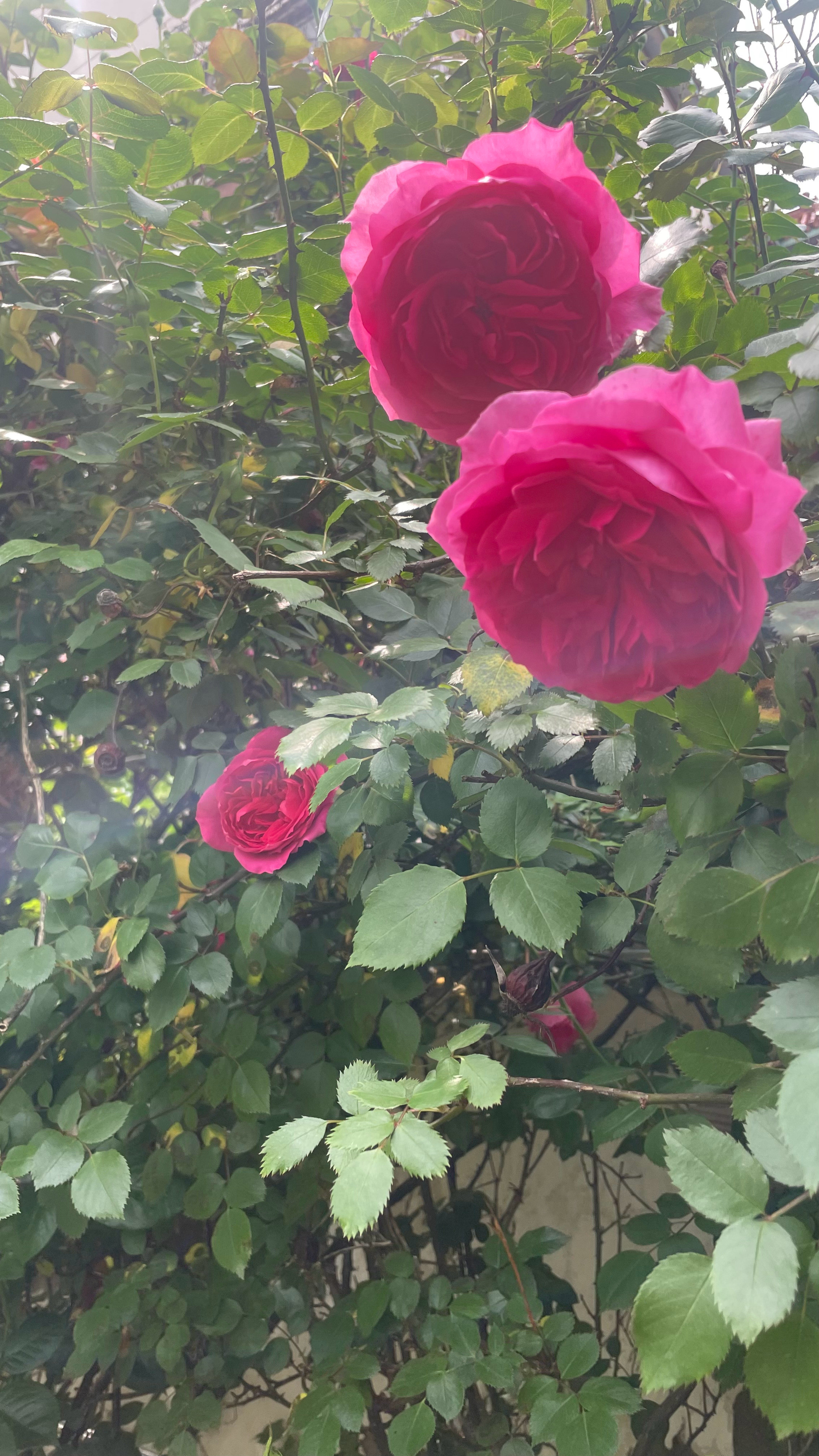 一番花信一番新半属东风半属尘郑州·郑州市月季公园