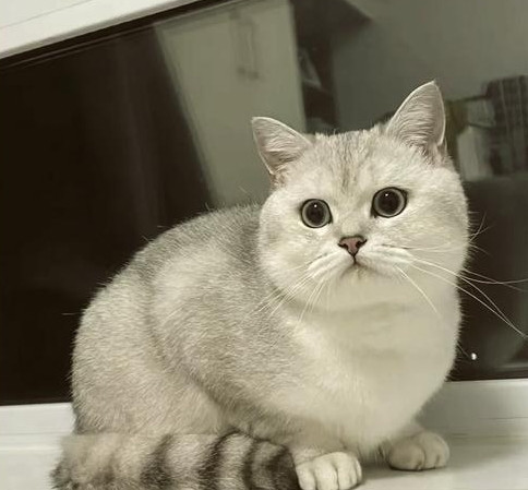 银渐层掉毛比蒲公英还猛？3大掉毛元凶+2个超实用对策，亲测有效！