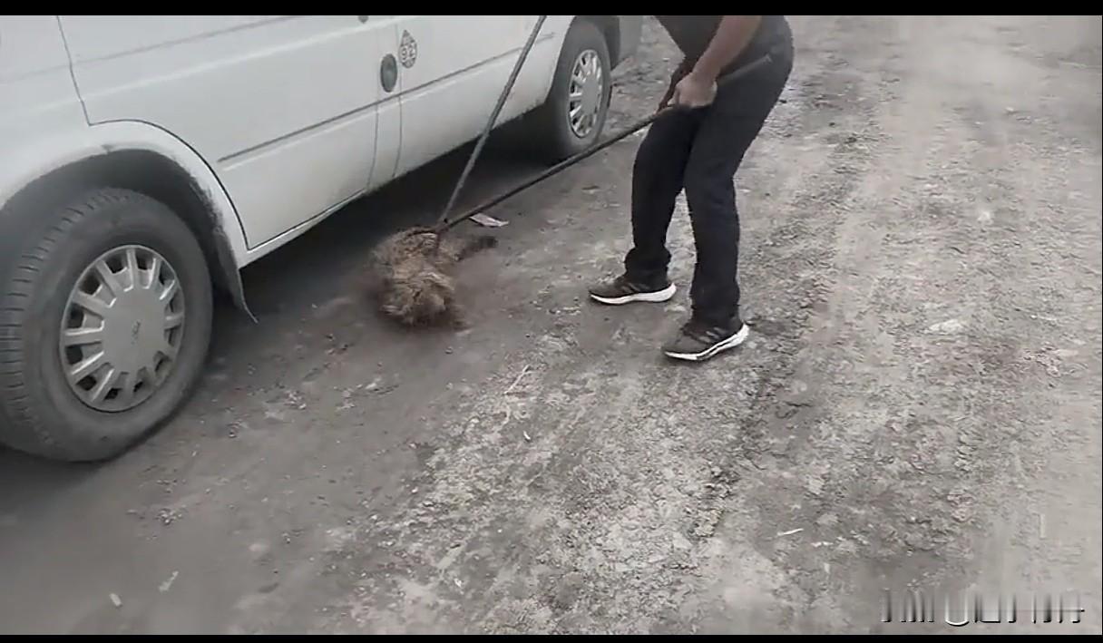 这只小狗因为咬人被卖给了狗贩子，狗贩子一路追上小狗用夹子夹住扔进了笼子准备送往狗