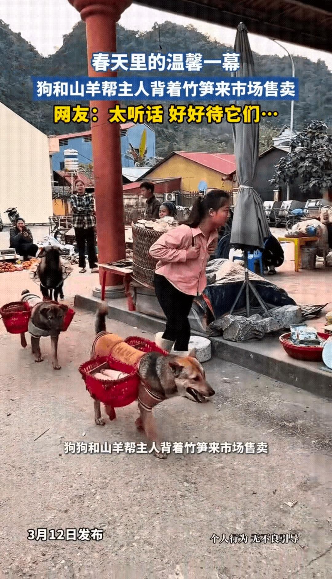 万物有灵，女子背着一大框新鲜竹笋去集市上卖，让人没想到的是，家里养的两只狗狗和一