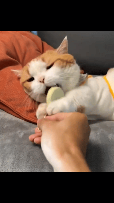 它是在装睡吧！当食物刚到嘴边，立刻苏醒。这开机速度，远超99、99的同类！