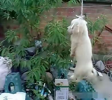 真的残忍啊！这只小流浪狗每天徘徊在早餐店门口，太可怜了，这些孩子有人养，没有家长