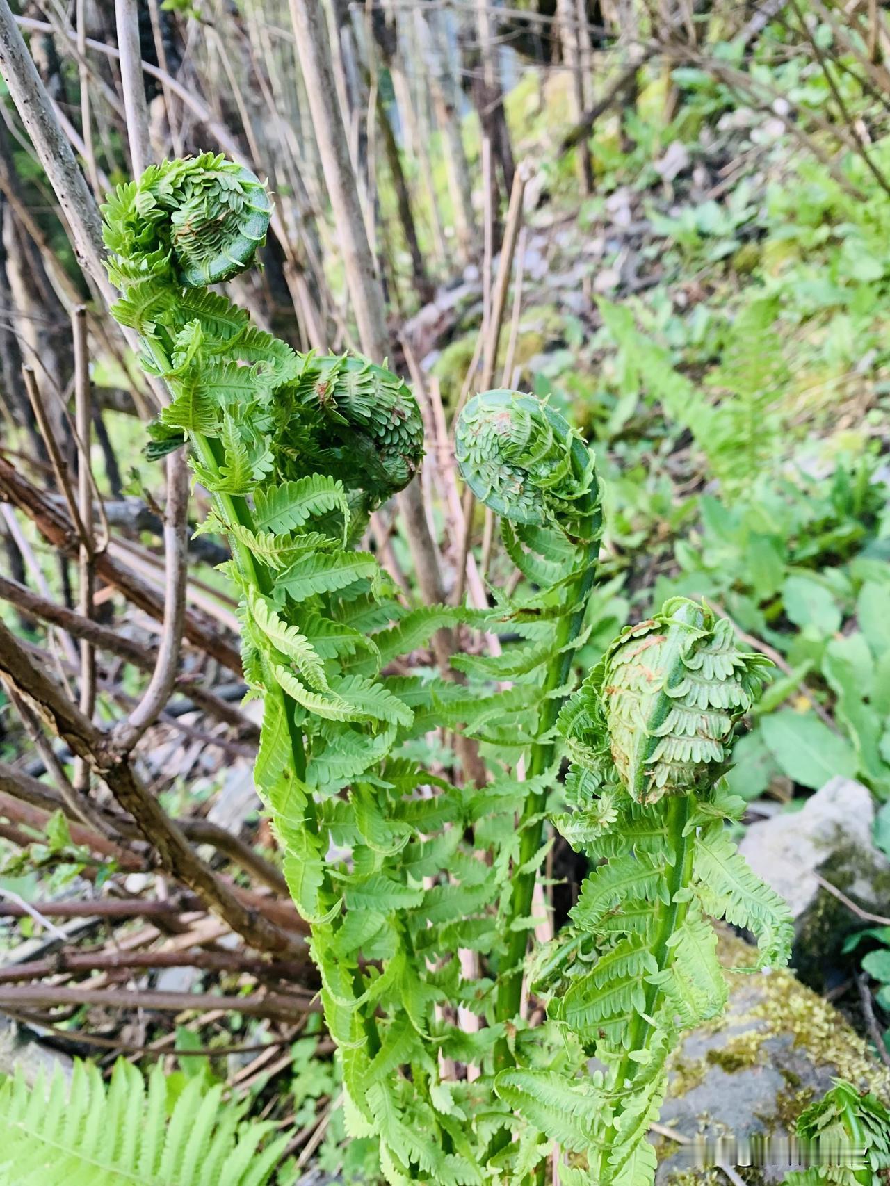 野菜：黄瓜香、鹿耳韭、雪芽菜、箭竹笋、野葱、折耳根、荠菜、蒲公英，野果：三月泡儿