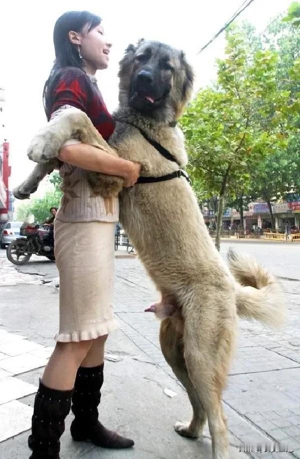 当下，城里小区，有一个奇怪现象，很多年轻人养狗养猫，尤其是有些小女生拉着大狗满院