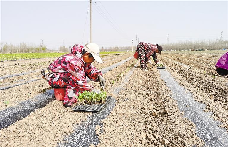 永清春菜定植忙