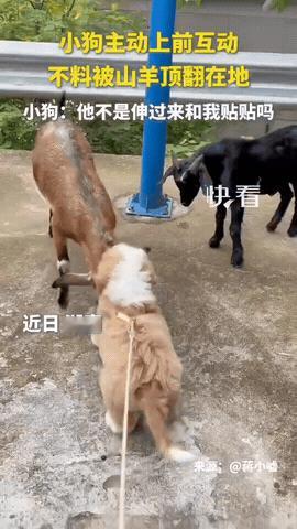 热脸贴了冷屁股！看到黑山羊把脑袋伸过来，狗子特别开心，尾巴摇得跟拨浪鼓一样，身子