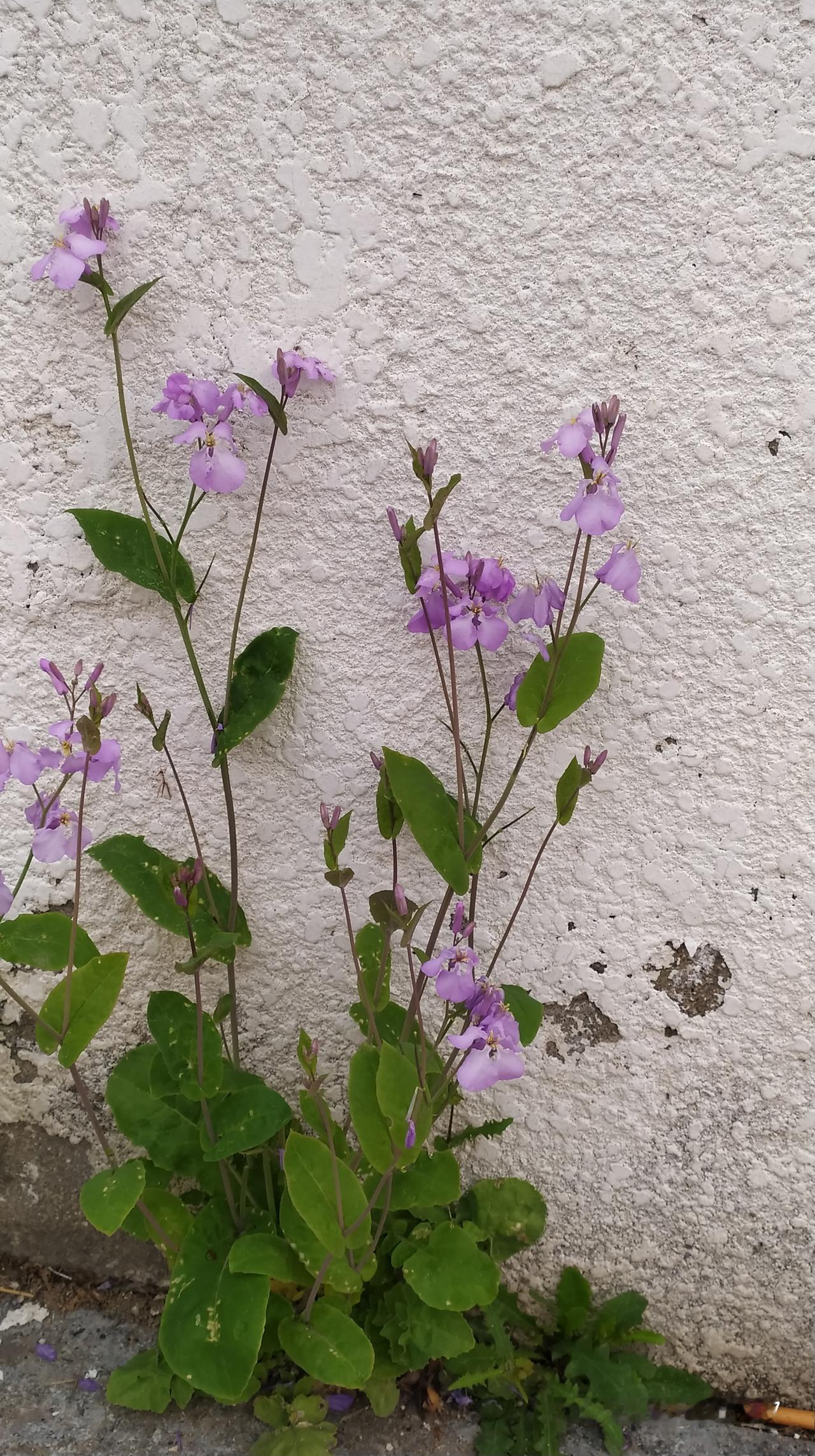 对联飞花令二月兰出句：春拿词笔涂兰画（雪浪）