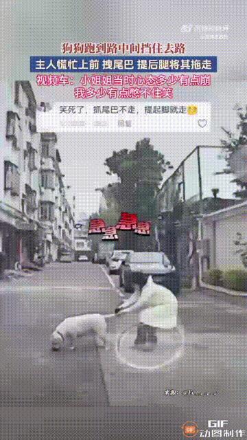 广东一名女子带小狗出门时,小狗跑到路中间挡住了行驶车辆的去路,女子见状慌忙上前,