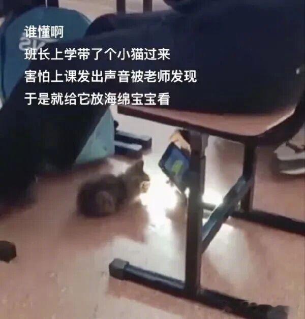 小猫得了网瘾！这下好了，手机和猫都要被没收了。