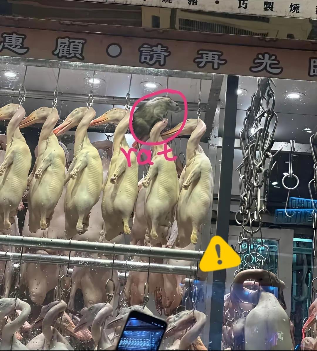 香港“肌肉烧鸭鼠”爆火：一只硕鼠引大湾区网友花式玩梗…香港一只盘踞在烧鸭头