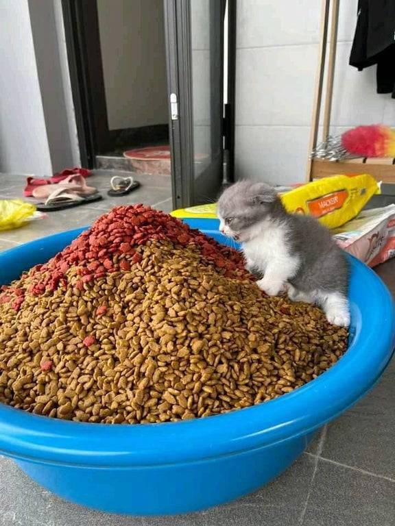 这得吃多少天啊...