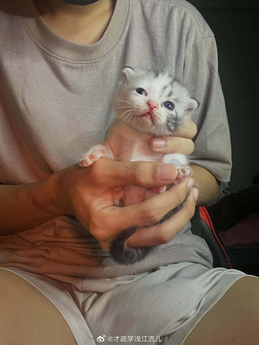 猫咪可爱🐱​​​