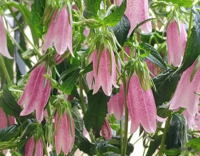 “吊钟花”紫斑风铃草, 优雅曼妙花姿绰约, 强健好养皮实似杂草