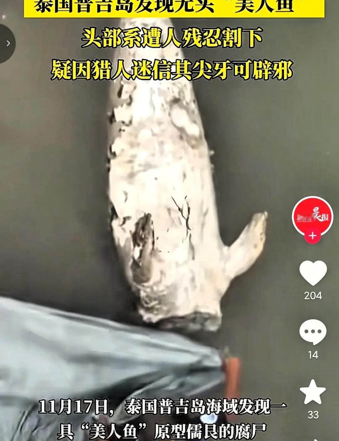 泰国海边那具被死死绑在礁石上的无头尸体，彻底撕开了人性的遮羞布。这只体长2.
