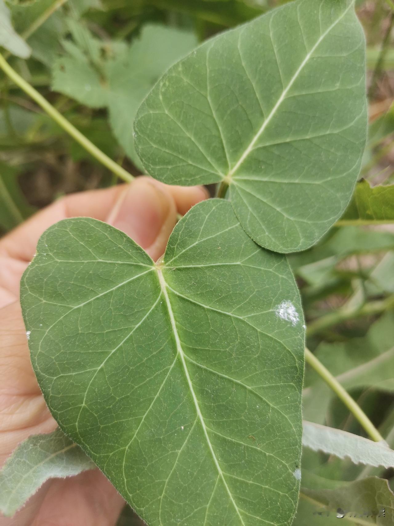 我和老公都是二婚，没有和婆婆一起住。这两天高温，婆婆给老公打电话，说这两天高温，