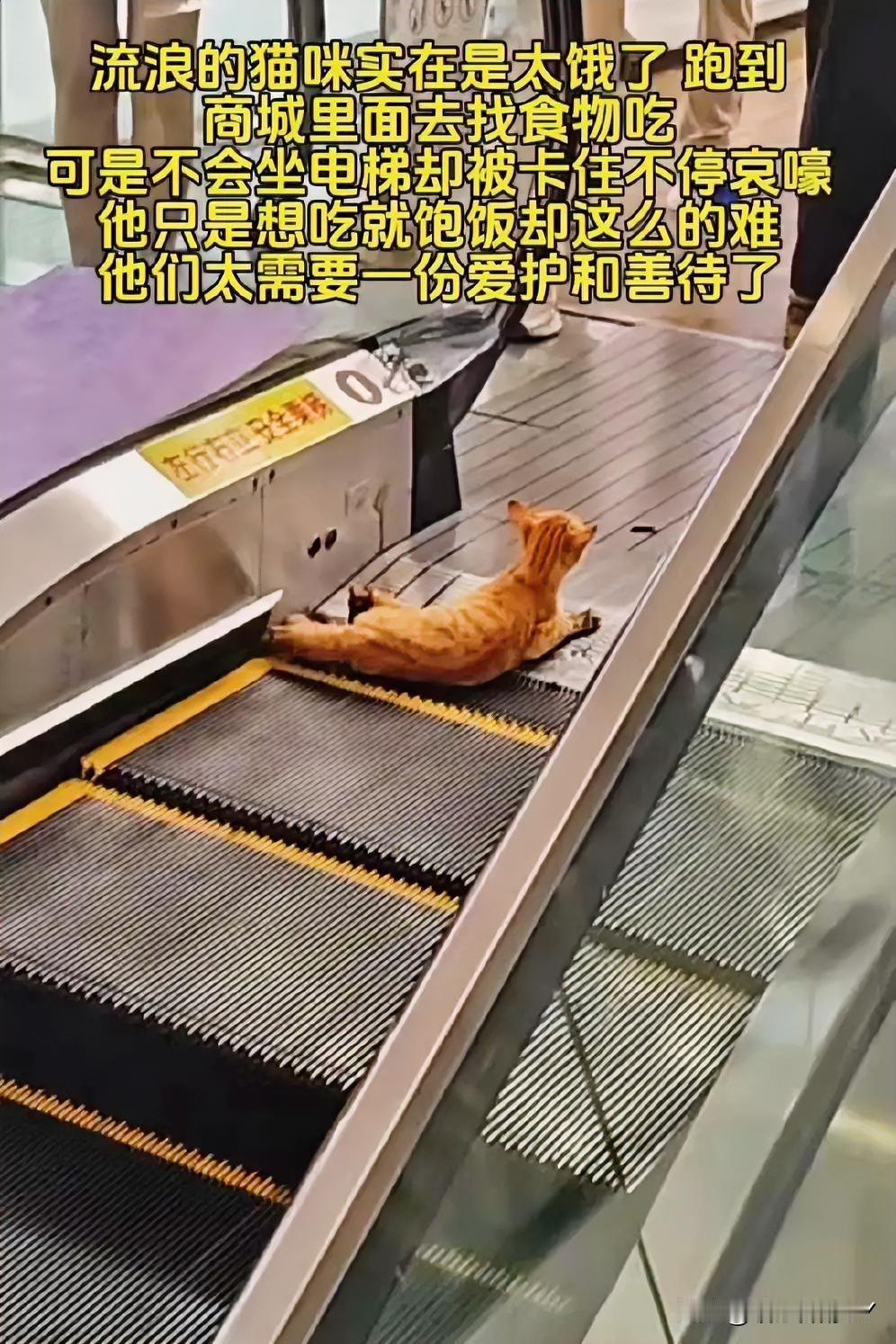 橘猫饿得实在撑不住了，悄悄溜进浙江杭州一家商场觅食。它顺着人流入口缝隙钻了进