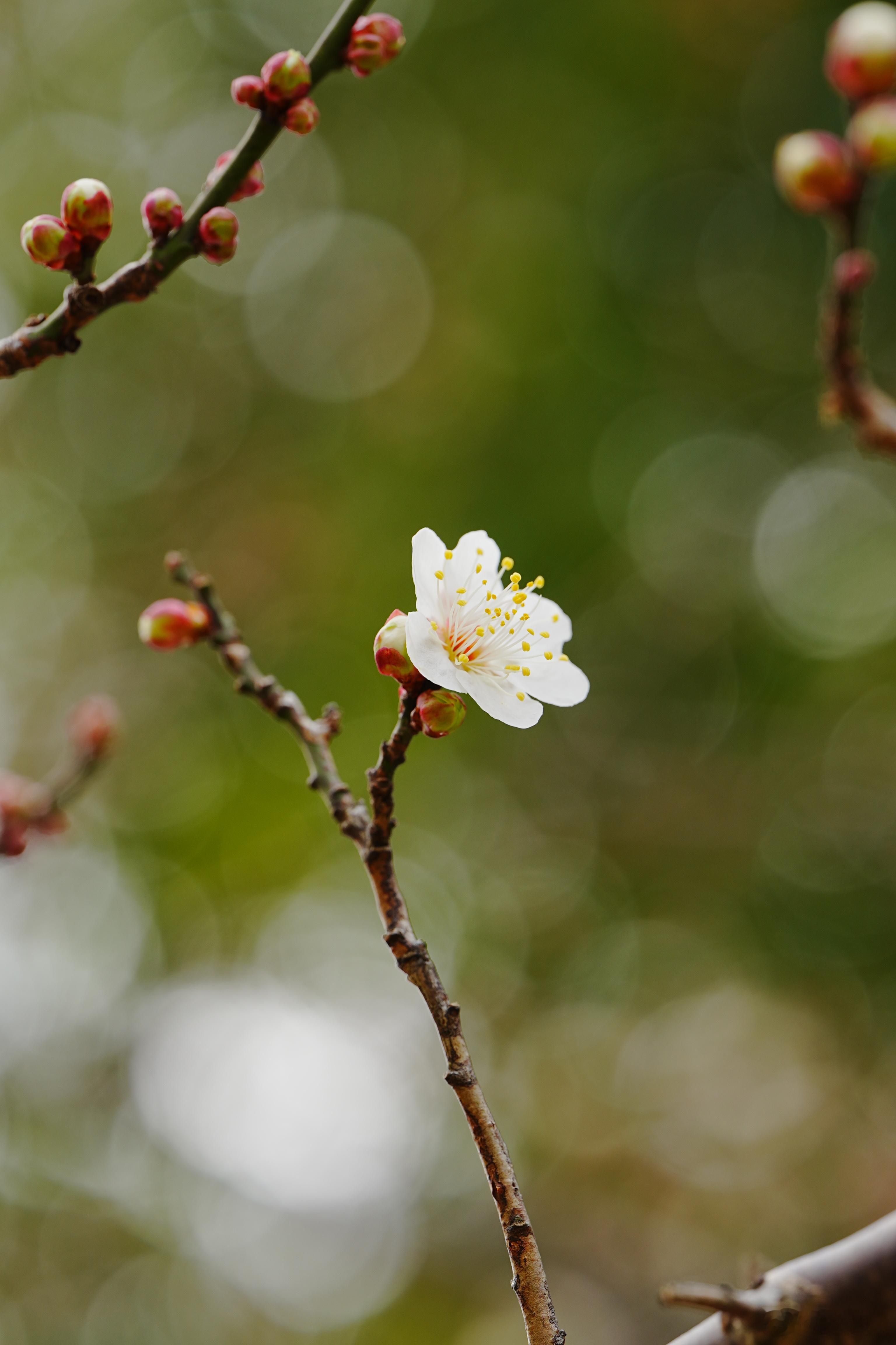 杭州的梅花是陆续开了……这波降温后要开爆蜗的摄影日记赏梅
