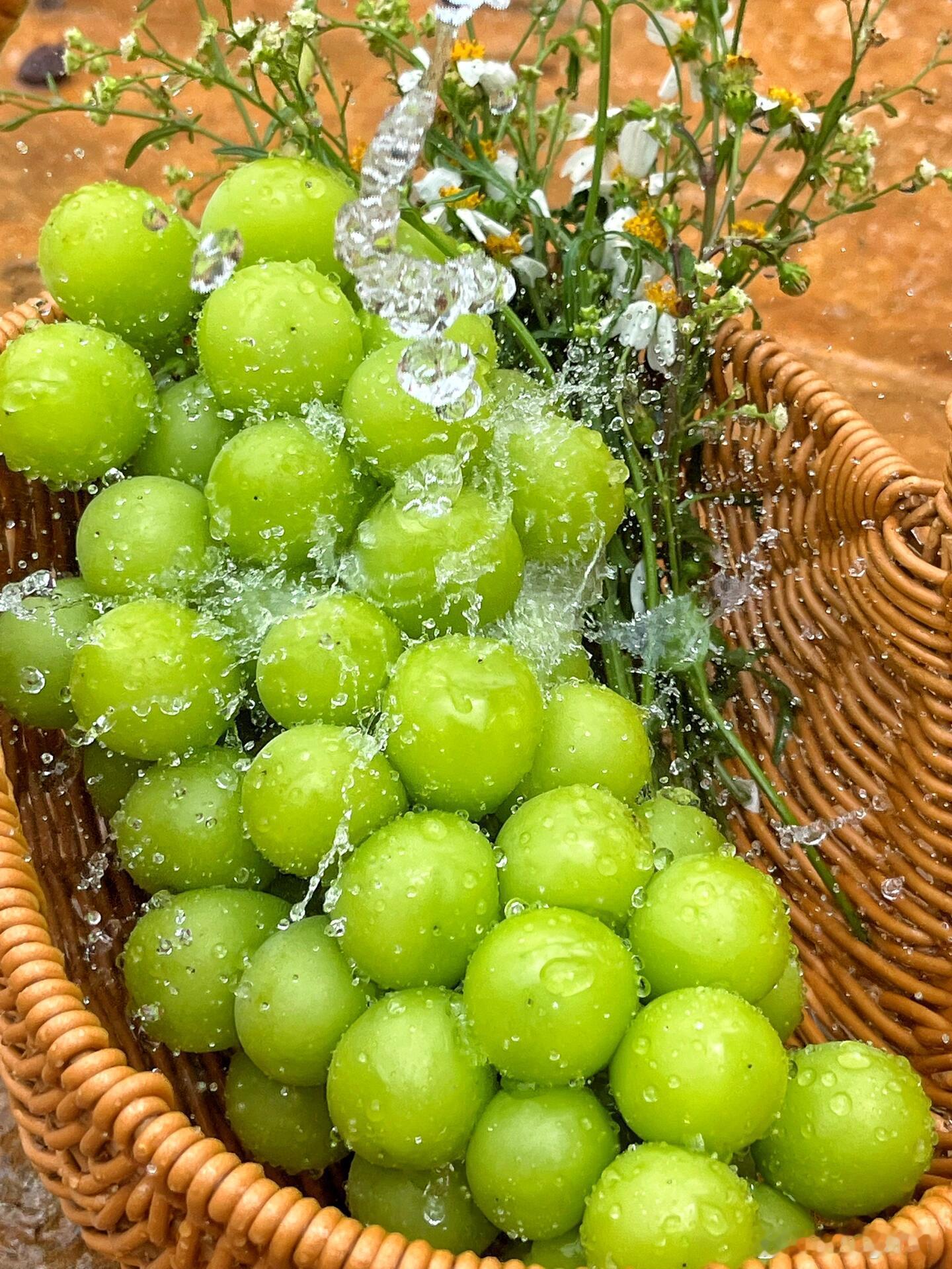 阳光玫瑰的种植时间通常选择在春季或秋季，具体来说，春季种植在三四月份，秋季种植在