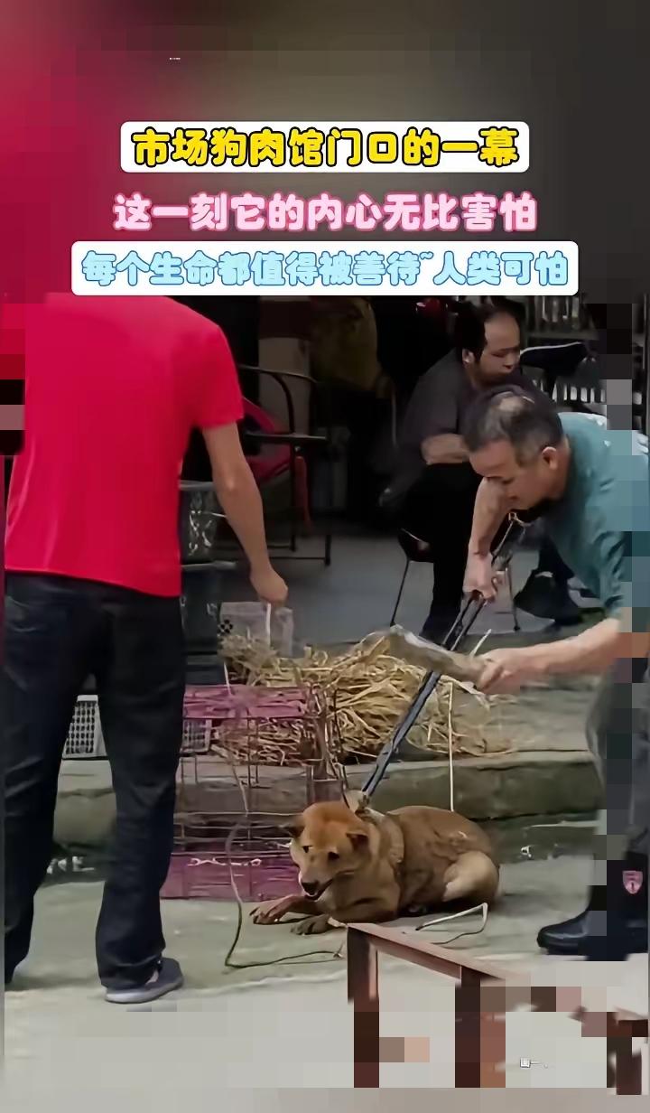 谁能看懂狗肉馆门前狗狗发抖的绝望，它不懂自己做错了什么，只知道眼前的人会夺走它活