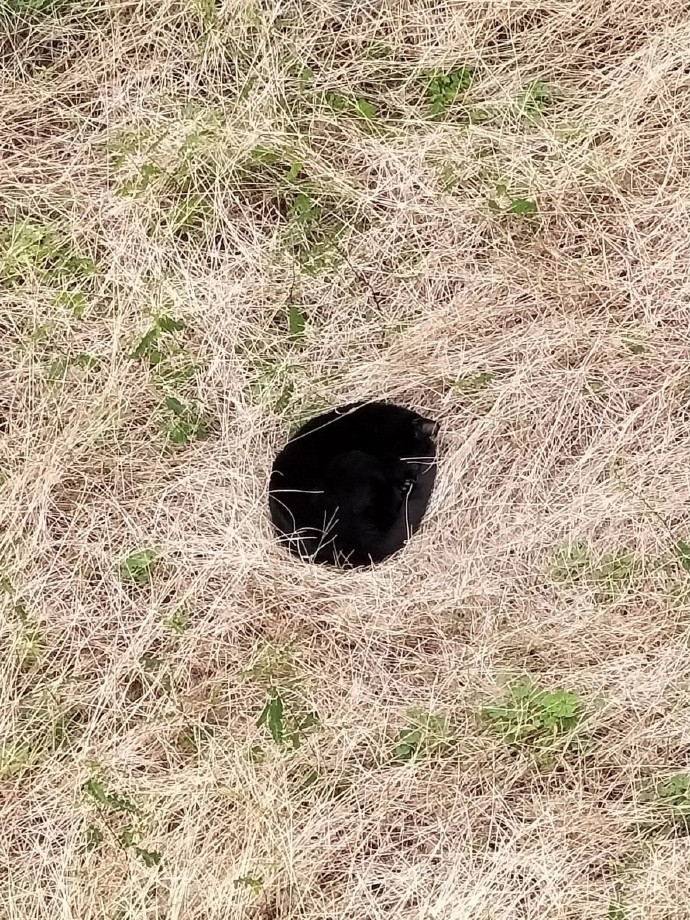 日本网友在家对面杂草区，发现一个神秘黑洞，仔细一看，原来是一只熟睡的黑猫。