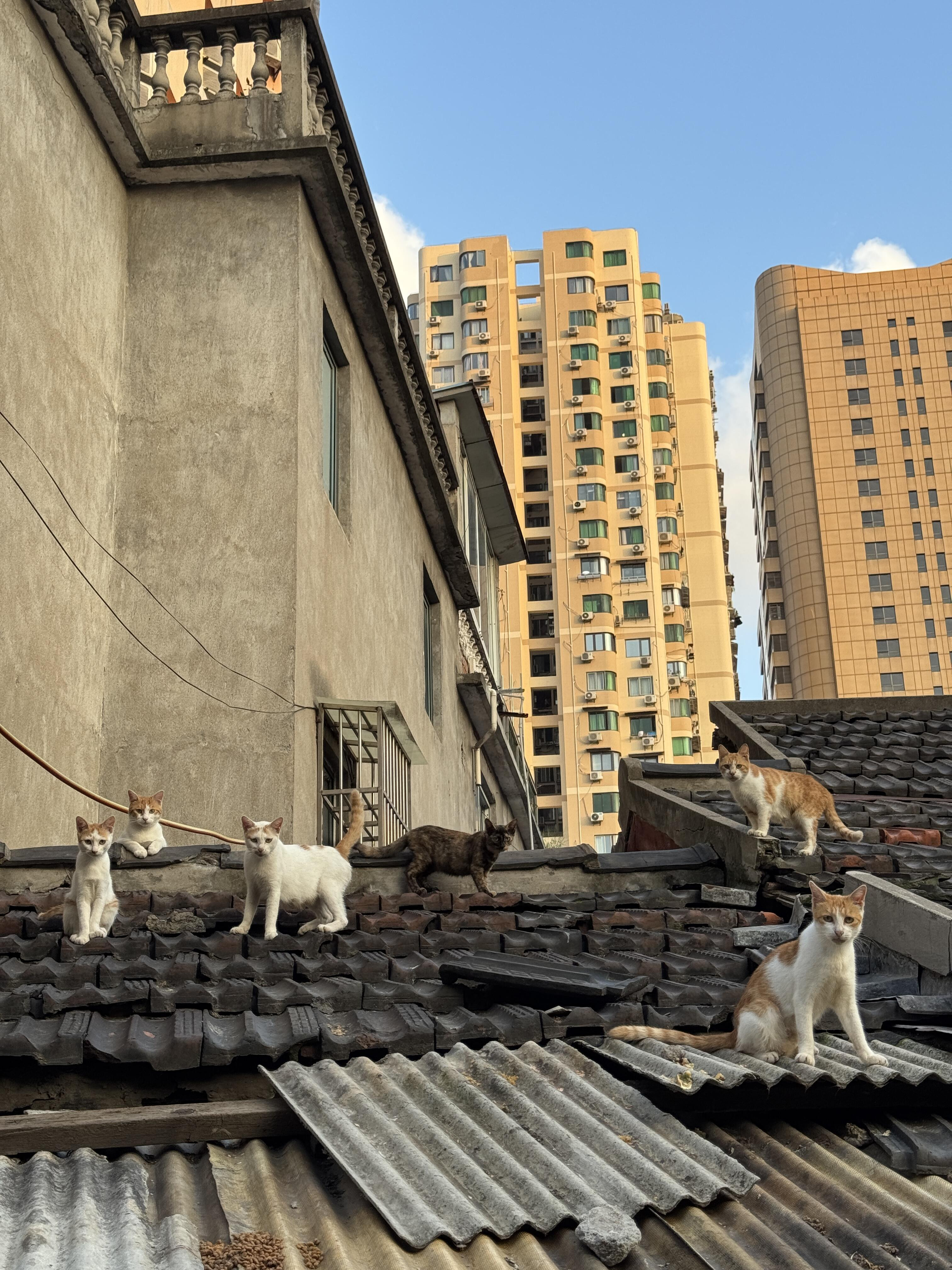 “没想到上海的治安也有死角”​​​